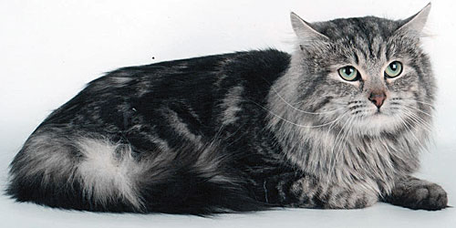 Сибирский кот Людвиг