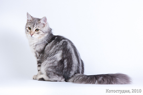 Сибирская кошка Даша