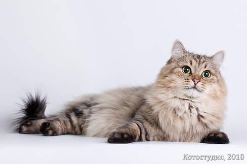 Сибирская кошка Рада
