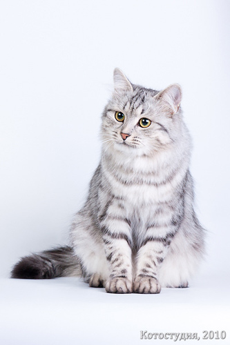 Сибирская кошка Ватрушка