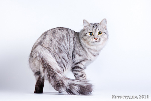 Сибирская кошка Ватрушка