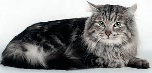 Сибирский кот Людвиг