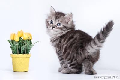 Сибирский котенок Алиса Березка