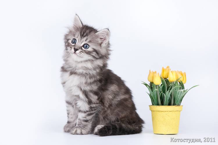Сибирский котенок Алиса Березка